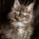 Maine Coon Kitten